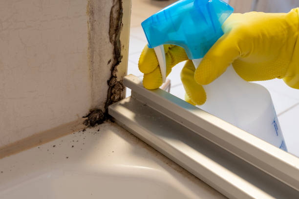 Trusted Traverse City, MI Mold Remediation Experts